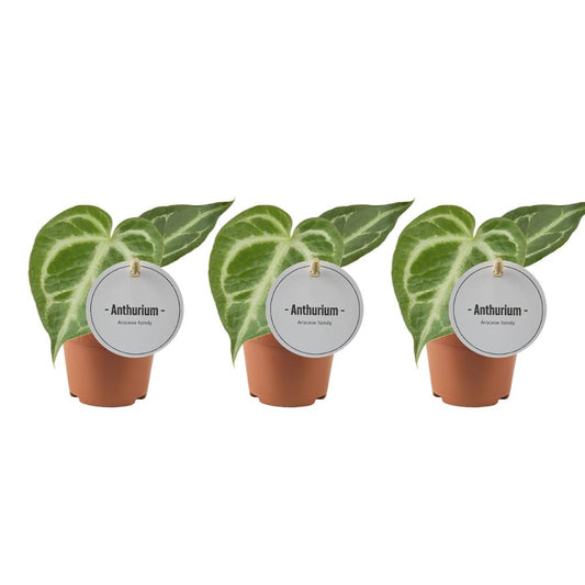 Anthurium Silver Blush - 3 Stücke - Ø6cm - ↕15cm